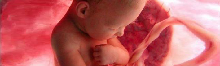 foetus